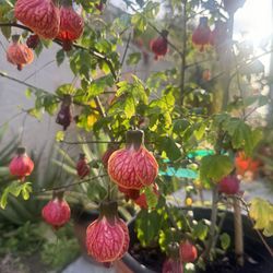 Rare:  🏮  Redvein Flowering Maple Tree  🍁 Shape Like Lantern 