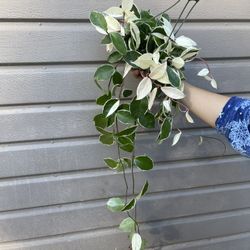 6” Hoya Queen Tricolor