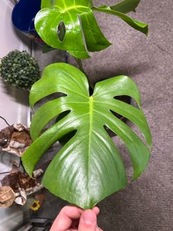 Monstera Deliciosa “Large Form”