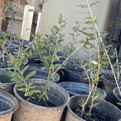 Olive Trees, 1 Foot Tall $10 Each
