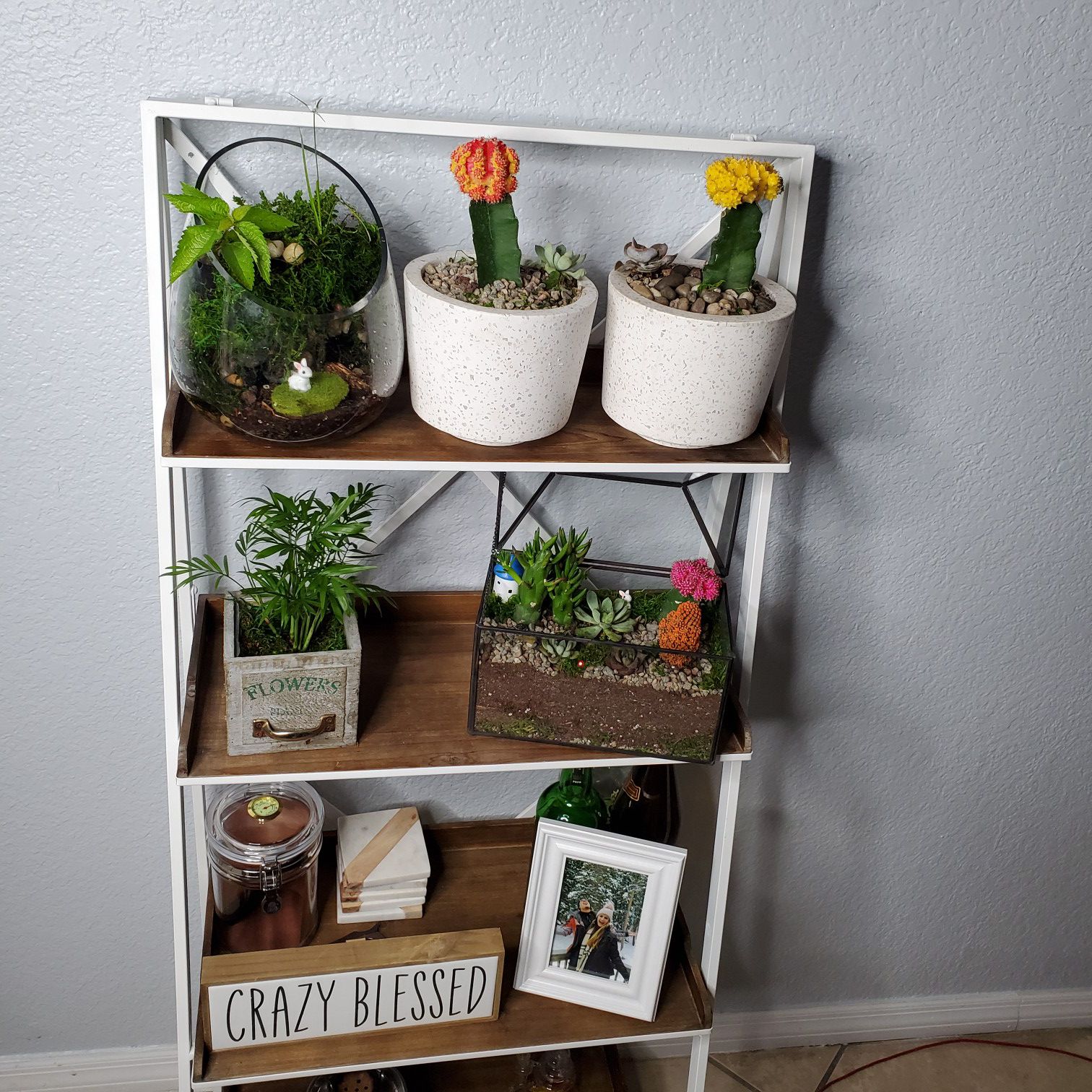 Plants and shelf.