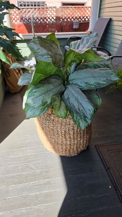Aglaonema Plant in Woven Basket Planter