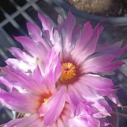 Cactus plant.