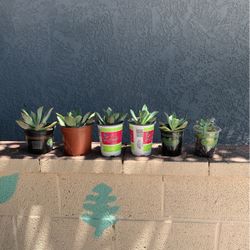 Succulents 