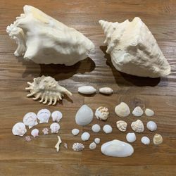 Natural Sea Shells: 2 Conch, Scallop, Tiny Coral And More!!