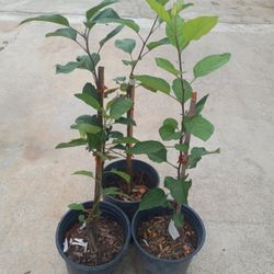 RED APPLES TREE 13.00 DLLS BUY NOW 