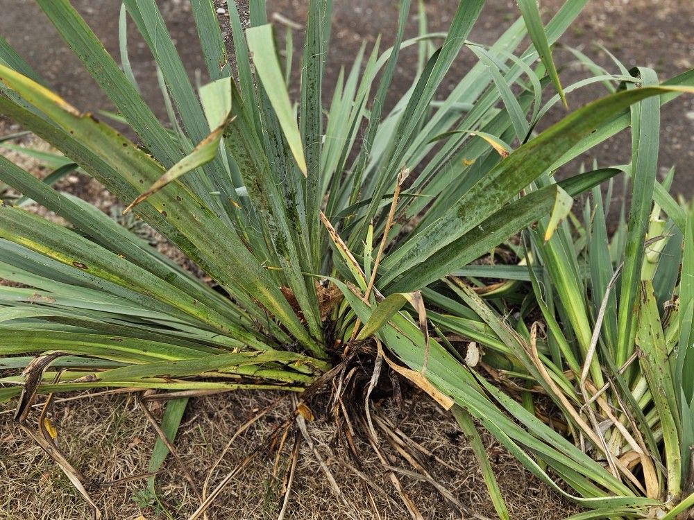 Free Plants Yucca 
