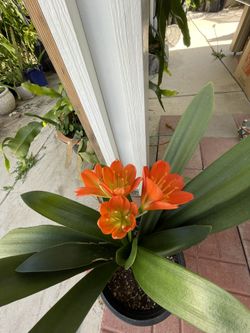 Clivia (5-Gallon)
