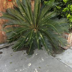 SAGO PALM