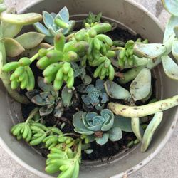 Multiple succulents in a pot beautiful