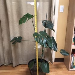 Monstera Plant
