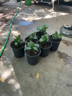 Arabica coffee ☕️ plants