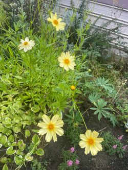 Coreopsis