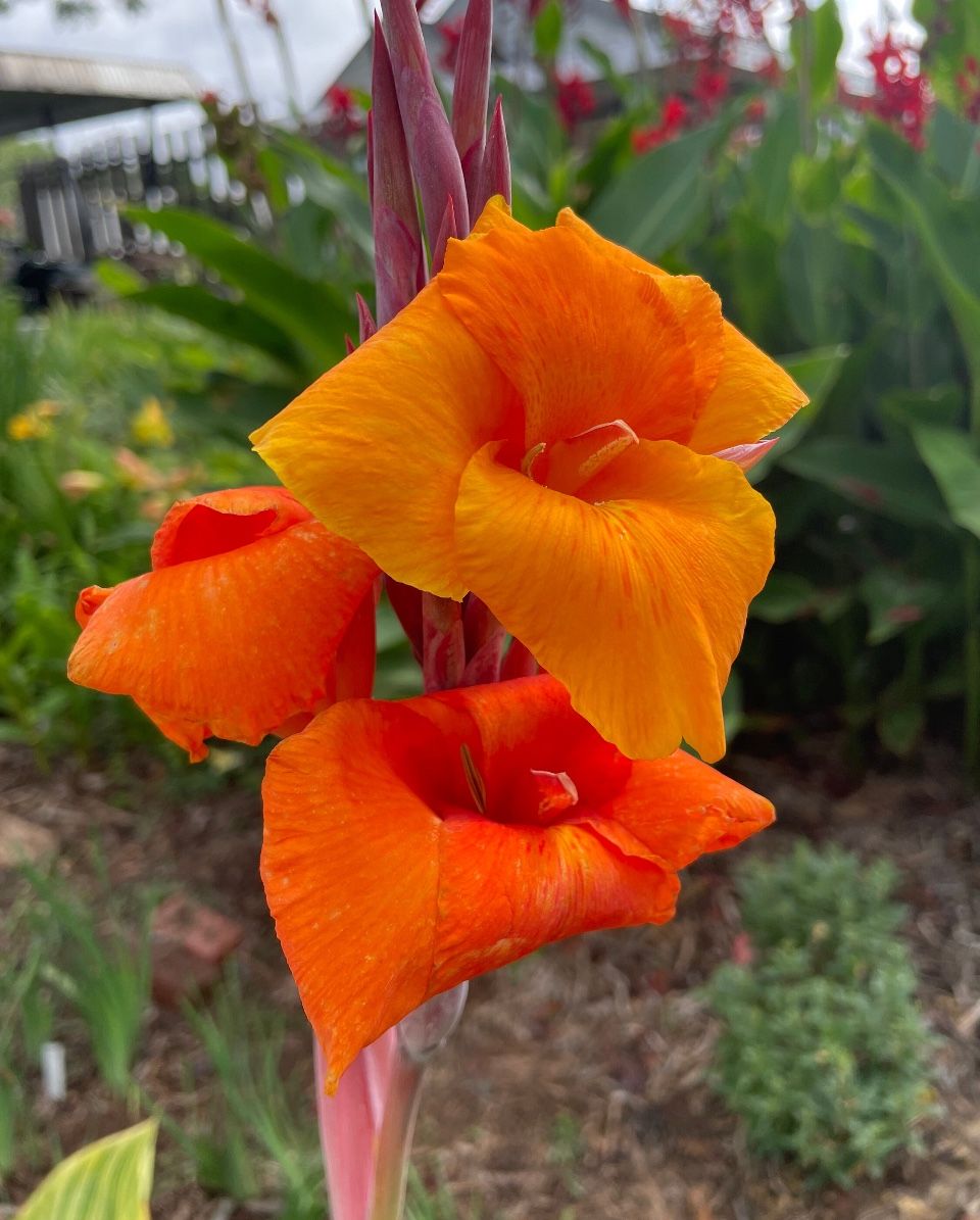 Canna Lilies Perennial Homegrown Plants