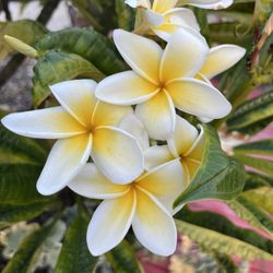 Plumeria Cuttings