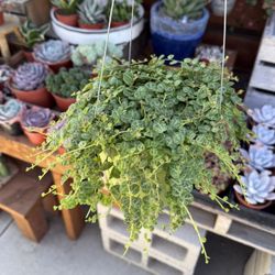 6” String Of Turtles 