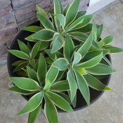 Agave Foxtail "Ray Of Light" Soft Tip Attenuata Variegated Plants