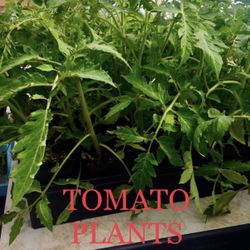 ORGANIC TOMATO PLANTS grown here by a Master Gardener to PRODUCE HERE..