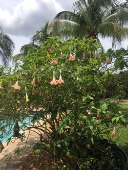 Trumpet tree