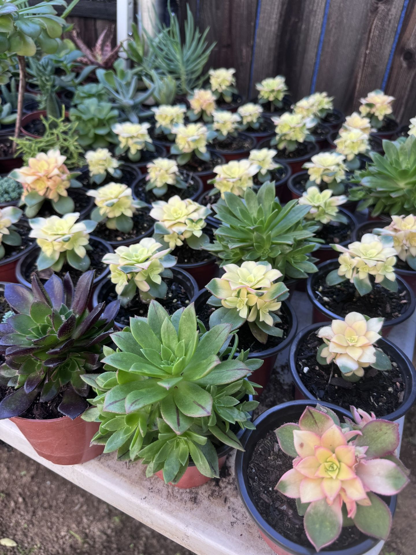 Succulents Plants 4”pot