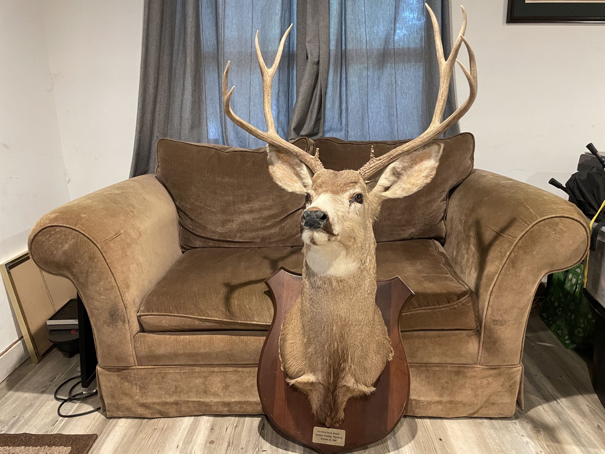 Mule Deer Shoulder Mount