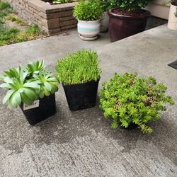 3 Outdoor Plants 