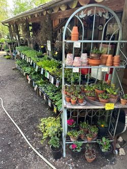 Plant sale and garage sale and have Pokémon cards too