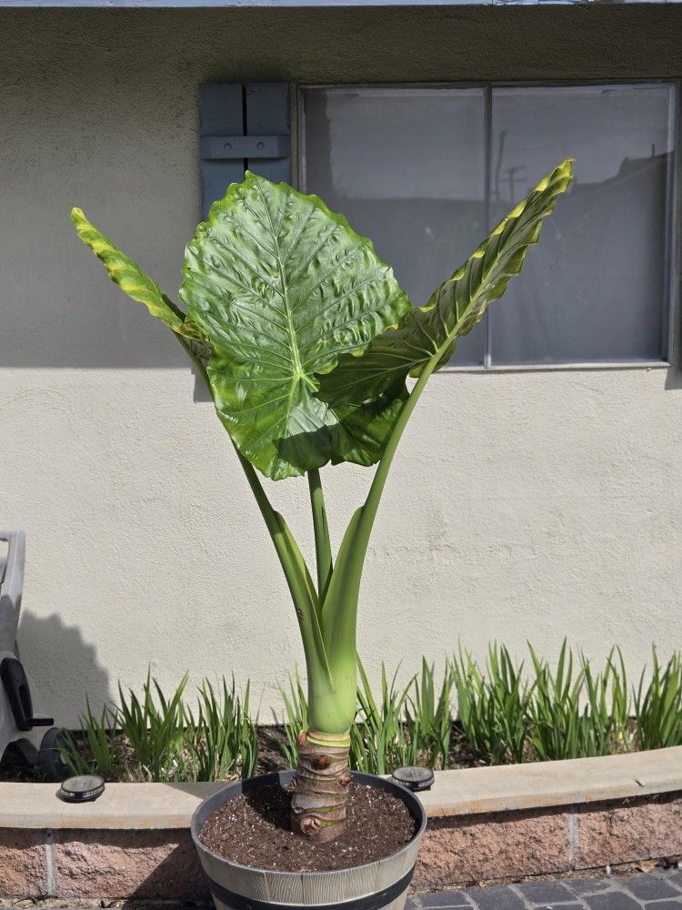 6ft Jumbo Elephant Plant