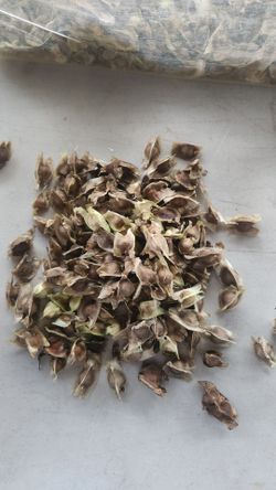 Moringa Seeds