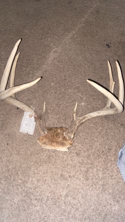 Deer Antler