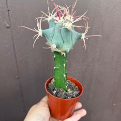 4” grafted cactus 