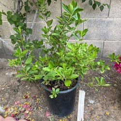 5 Gal Gardenia 