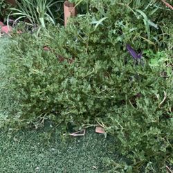 Free Purslane, Northwest Craig & Buffalo 