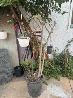 Moringa tree