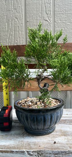 Bonsai