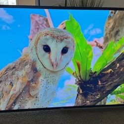 Vizio TV 60"