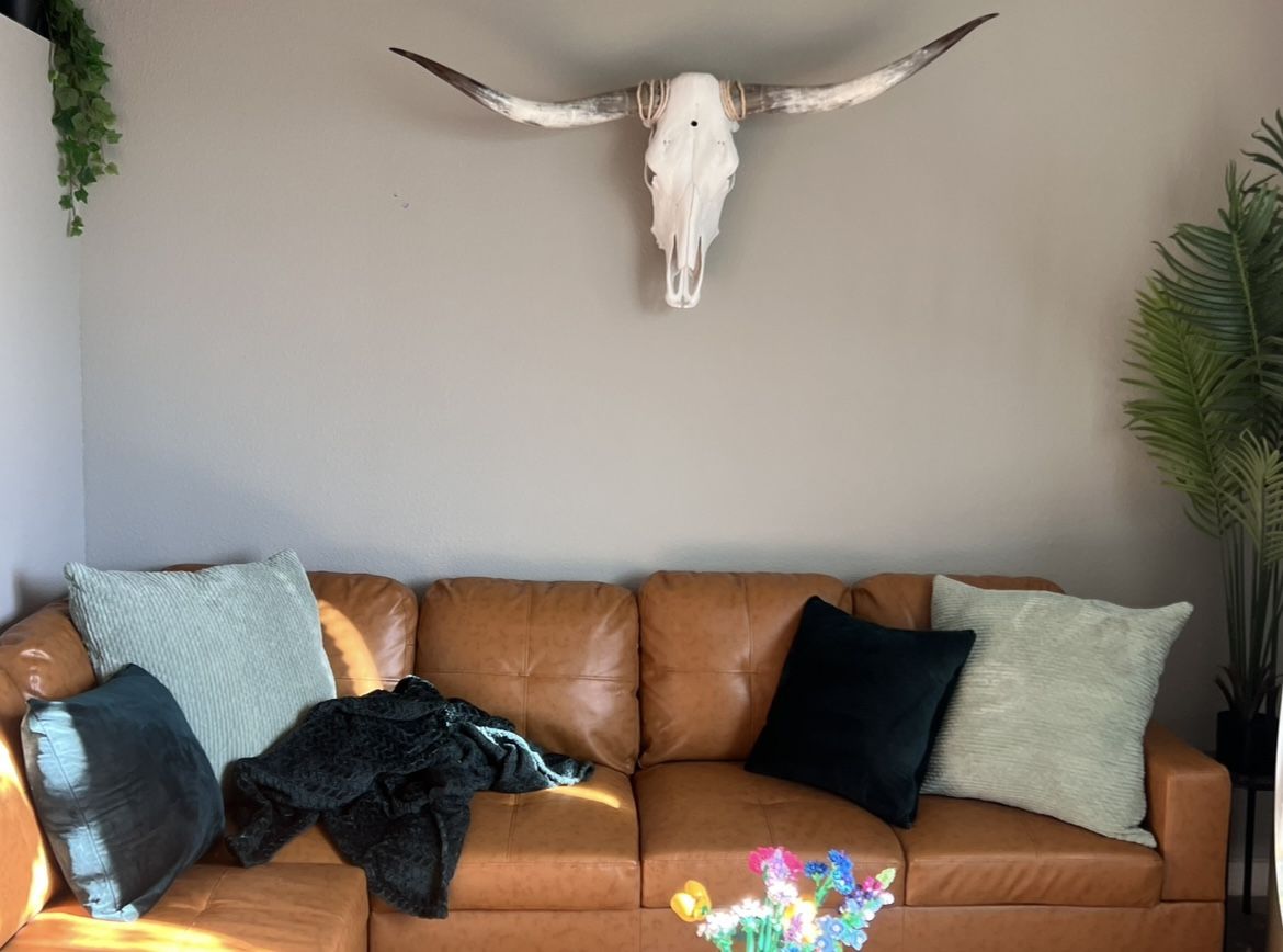 Texas Longhorn Skull