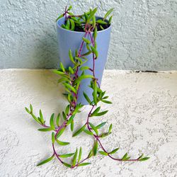 String  Of  Ruby  Necklace  Plant 
