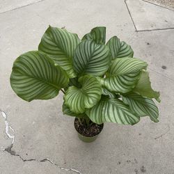 6” Big Calathea Orbifolia Big Leafs