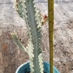 Euphorbia Ghost Cactus,  Live,  12" Tall 