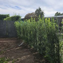 podocarpus  over 6 feet tall Instant Privacy Hedge For Fence Green Full Ready for planting