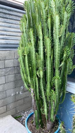 Large Euphorbia Succulent in Blue Pot
