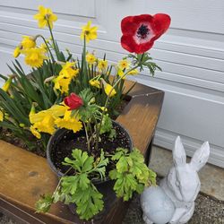 Garden Plant California Poppy Red