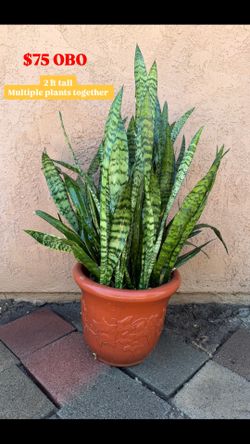 Snake Plant
