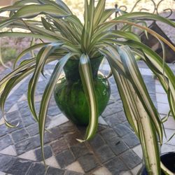 Spider Plant 