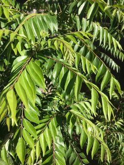 Curry leaves 100% organic Fresh Cut by order