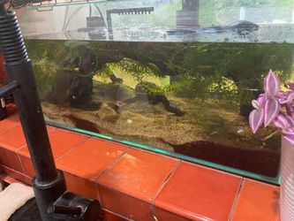 Rimless 13 gallon tank