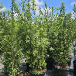 huge Podocarpus  double  over 6 feet tall Instant Privacy Hedge For Fence Green Full 