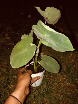 Elephant ear plant 2 plant in a pot
