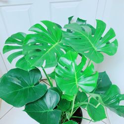 Monstera Plant - Monstera Natural Splitting Leaf Cheese Plants/Monstera Deliciosa Plants - 3 feet tall/2.5 gallon nursery container - Indoor Plant